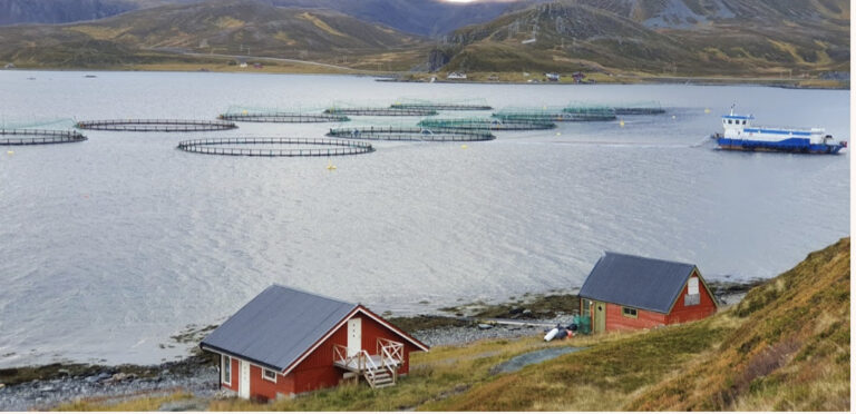 Detection of ‘salmon killer’ parasite leads to culling of 1 million fish at Grieg Seafood