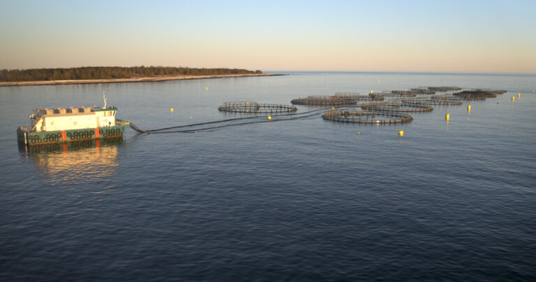Kelly Cove Salmon secures 10-year licence renewal in Nova Scotia