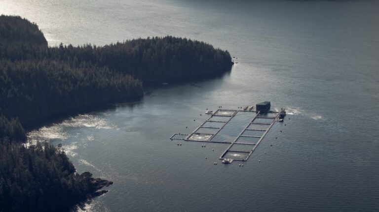 Algae outbreaks hit Grieg’s production costs in Canada