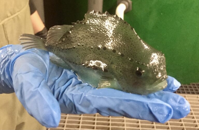 US effort to build local supply of lumpfish advances, will be used as biological control for sea lice