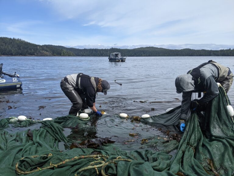 Activists claim the removal of BC salmon farms changed sea lice levels. Not true, say researchers