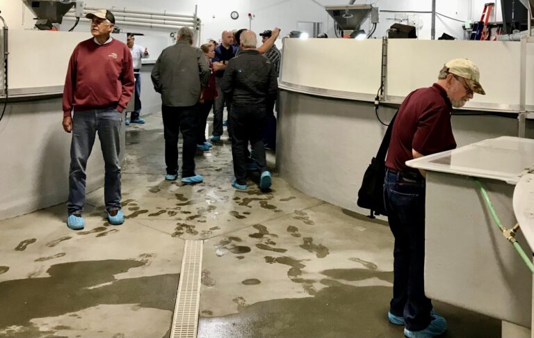 Animal welfare groups get cold feet over land-based salmon farming