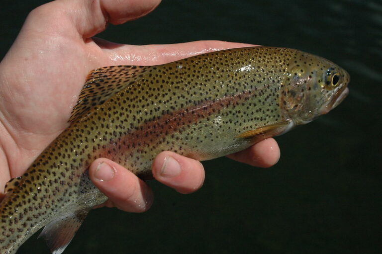 Microbial mapping of trout offers insight into farm conditions says study