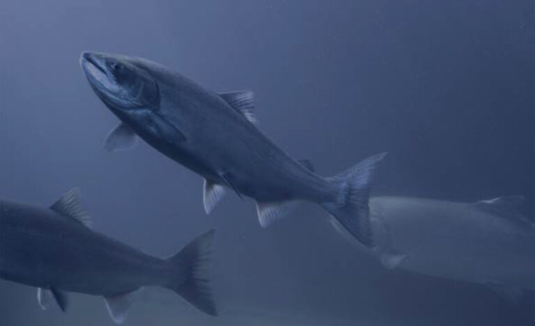 STIM: “Extreme political measures” in Norway have had an “enormous negative effect”