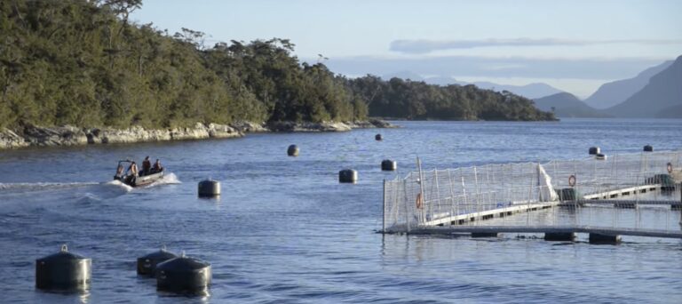 Salmones Aysén says fish escape incident in 2019 is first in its 16-year record in Chile