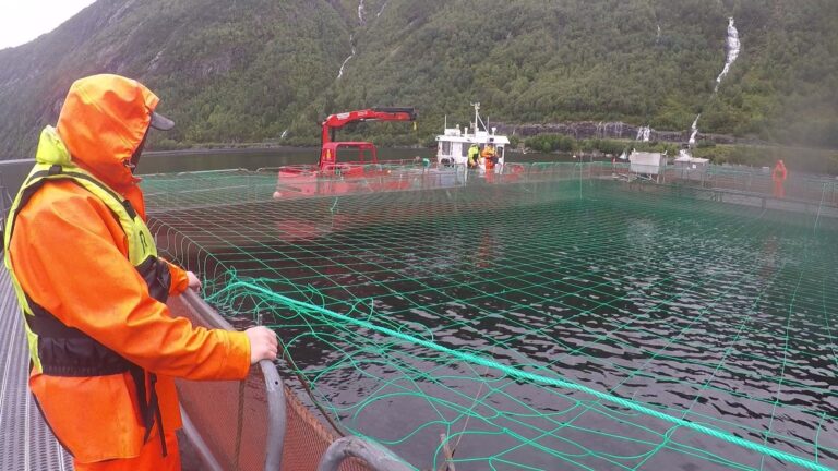 Producer ordered to pay fine and costs after 35,000 fish escape