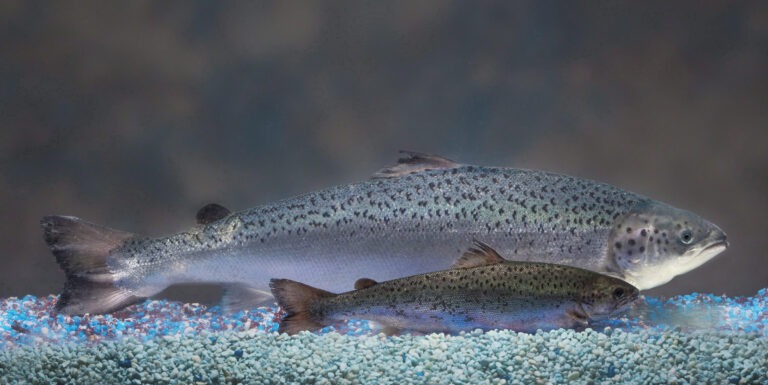 Land-based GMO salmon producer terminates operations as cash runs dry