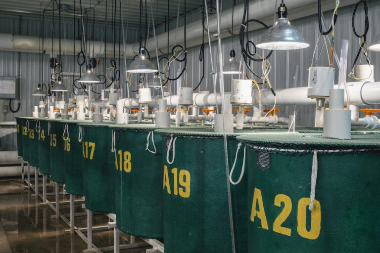 Bidding farewell: Failed land-based salmon farmer’s equipment goes to auction