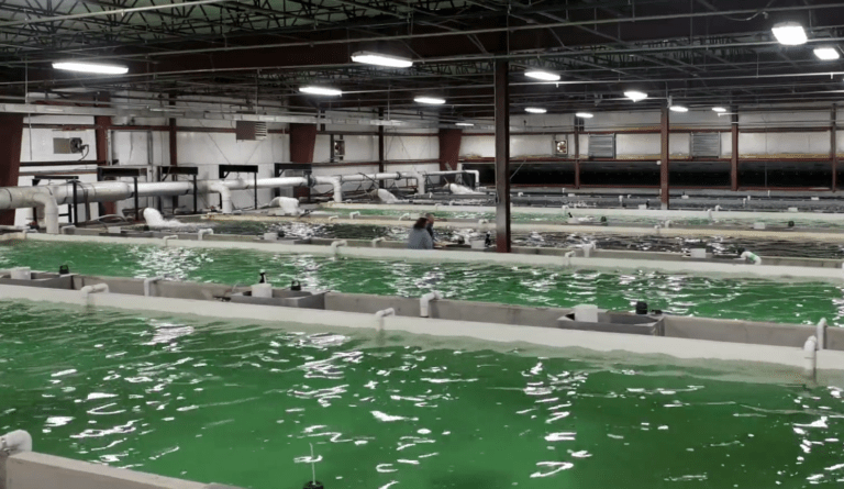 Nine in ten land-based fish farms in breach of environmental rules, says regulator