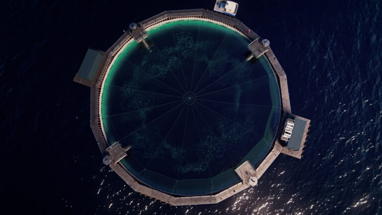 Mortality incident at Mowi-owned semi-closed pen