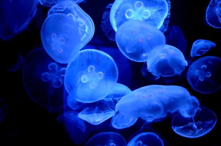 UK researchers to investigate marine tipping points amid rising risks for salmon farmers