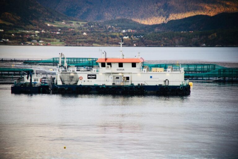 Yet another record-breaking quarter for Mowi, overshadowed by infamous tax proposal