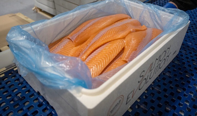 Successful first harvest for Salmon Evolution