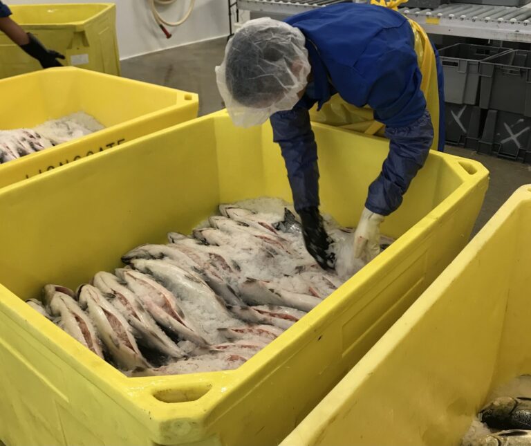 ‘Regulatory assault,’ the Atlantic Sapphire effect, and the ‘craft breweries’ of salmon farming