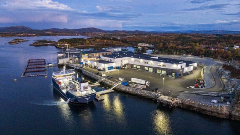 Salmon prices set to fall back next week