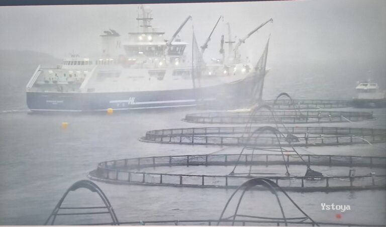 Cull of almost one million infected fish now underway as Norwegian Gannet arrives