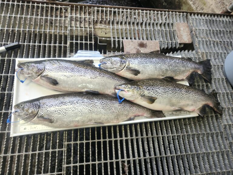 ‘We don’t know where they’re from’: Escaped salmon spark inquiry