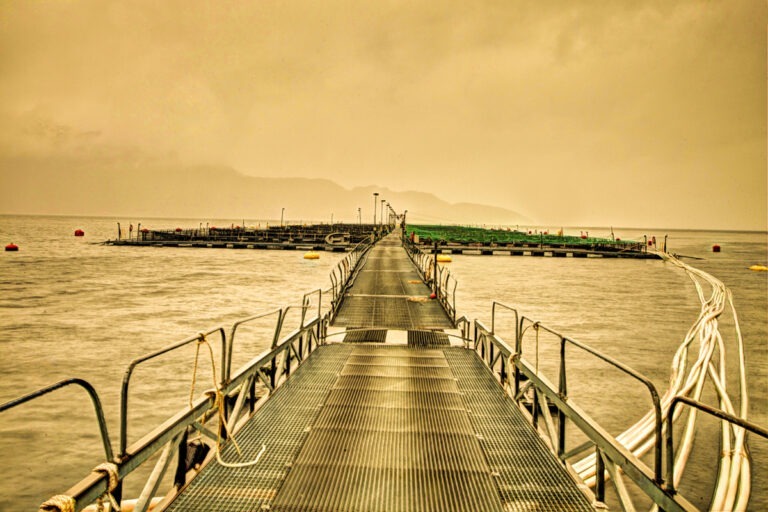 Food Safety Authority confirms testing for first possible case of PD in north of Norway since 2016