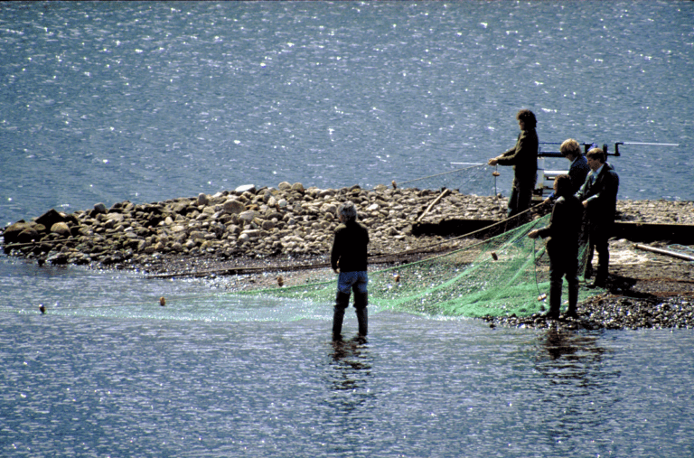 Beyond the blame game: The role of netting in the decline of Scotland’s wild salmon