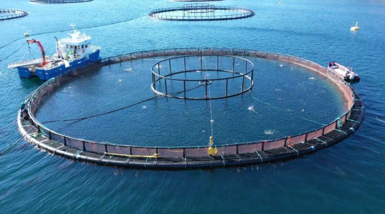 Mowi trials shock solution to sea lice problem