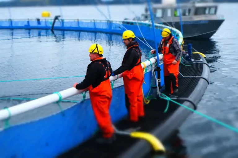 Grieg Seafood harvests first generation of salmon in Newfoundland