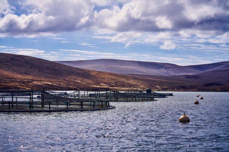 Activists join forces to demand removal of organic certification for Scottish salmon farms