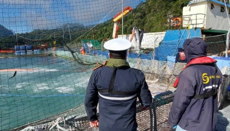 Chilean authorities report sudden massive mortality of salmon due to algal blooms