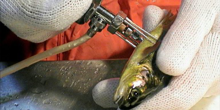 Scottish salmon farming industry sees 50% drop in antibiotic usage