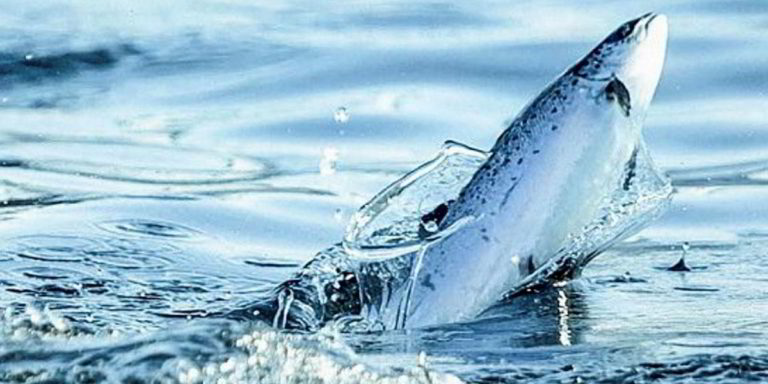 Number of escaped fish caught on River Lochy force Salmon Scotland to issue statement