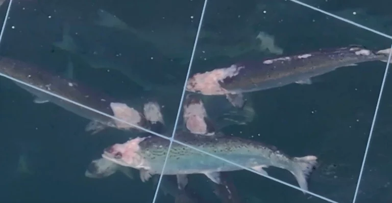 One million fish dead: Shocking footage reveals the extent of Iceland’s sea lice outbreak