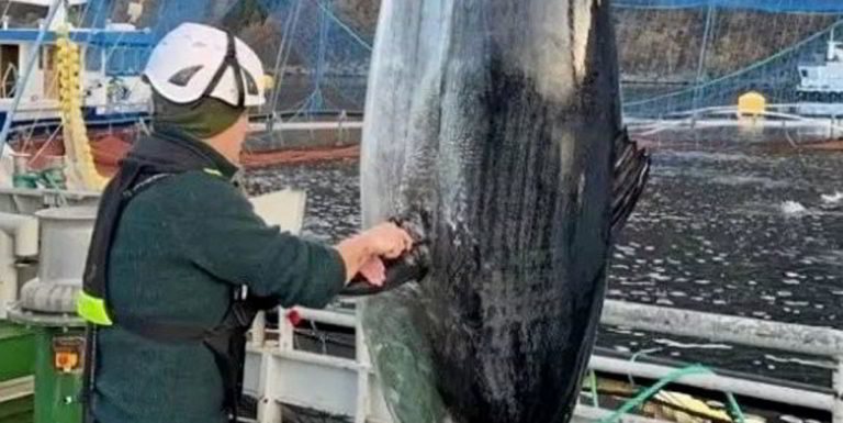 ‘Giant beast’: 350kg tuna breaks into salmon farm