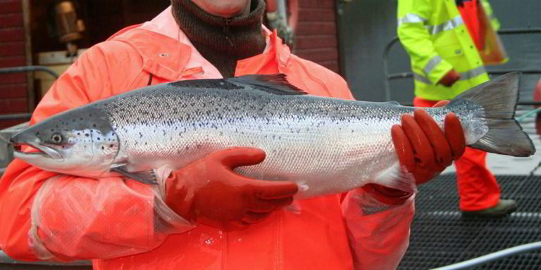 New data explains why triploid salmon perform poorly late in production