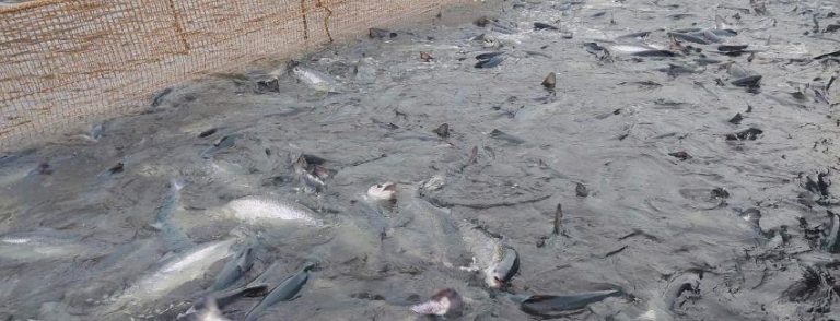 Number of fish killed in mass die-off has doubled says authority