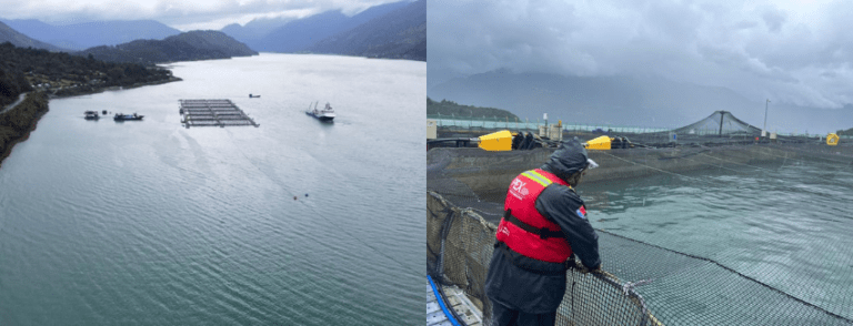 As many as 890 tons of salmon killed by algae at a single site