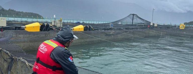 Authorities confirm new mass mortality event with 914 tons of salmon killed