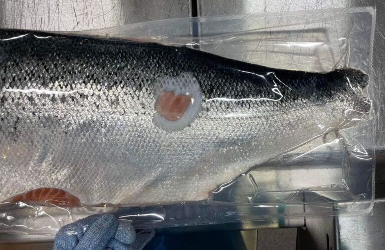 Farmed salmon with wounds and deformities illegally shipped out of Norway