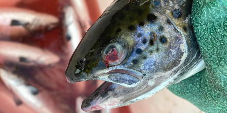 More than 3 million salmon dead following attacks from barbed wire jellyfish
