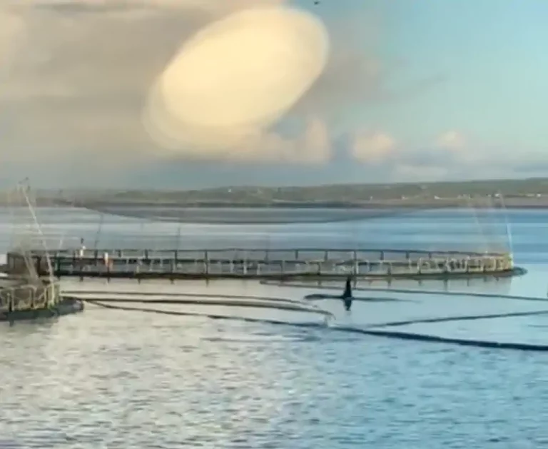 Watch: Orcas caught on camera at Scottish Sea Farms owned site off Orkney