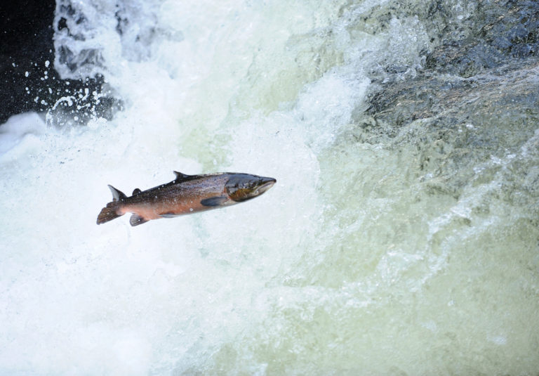 Atlantic Salmon listed as ‘Near Threatened’: WWF demands EU meet target to restore 25,000km of rivers