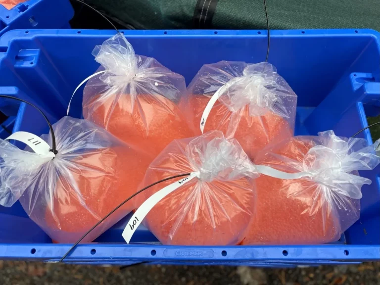 Mowi produces first eggs from Scottish broodstock in 20 years