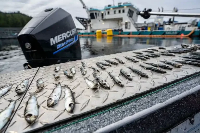 Huge spike in herring deaths in Canada; activists blame hydrolicers