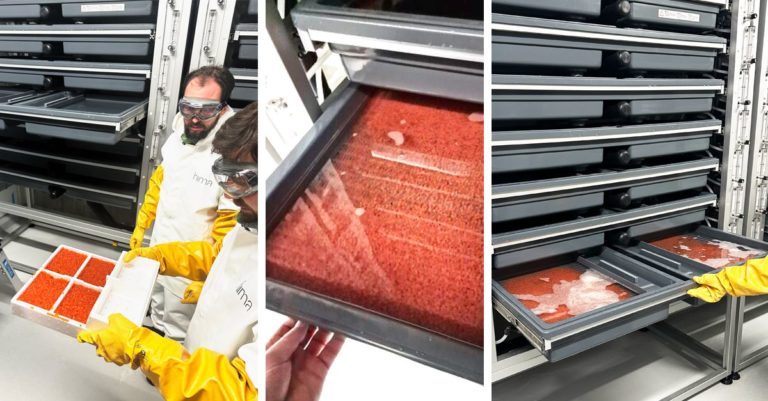 Land-based farm receives first batch of eggs following $250 million investment