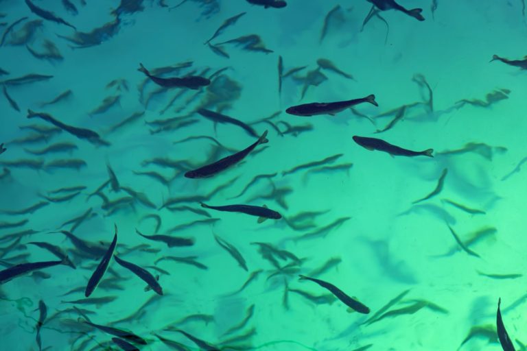 Breaking: Land-based producer reports ‘significant mortality’ as first smolt are released