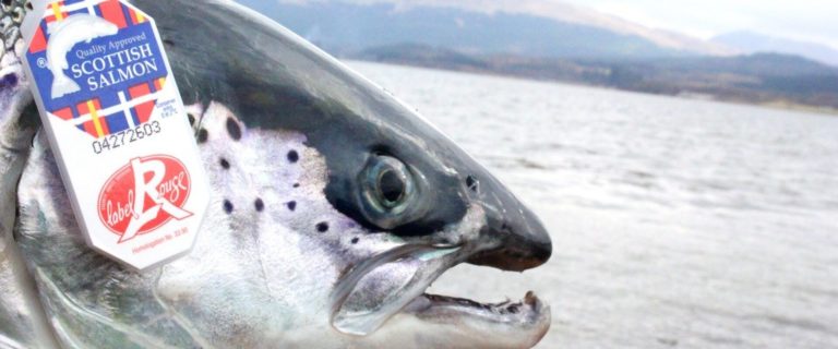 Scottish salmon trade body slams post-Brexit red tape