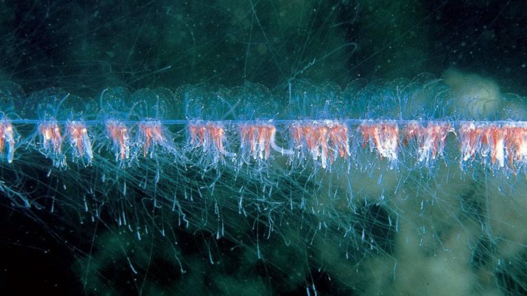 ‘It is unacceptable to face another winter where almost half the fish harvested have open wounds’