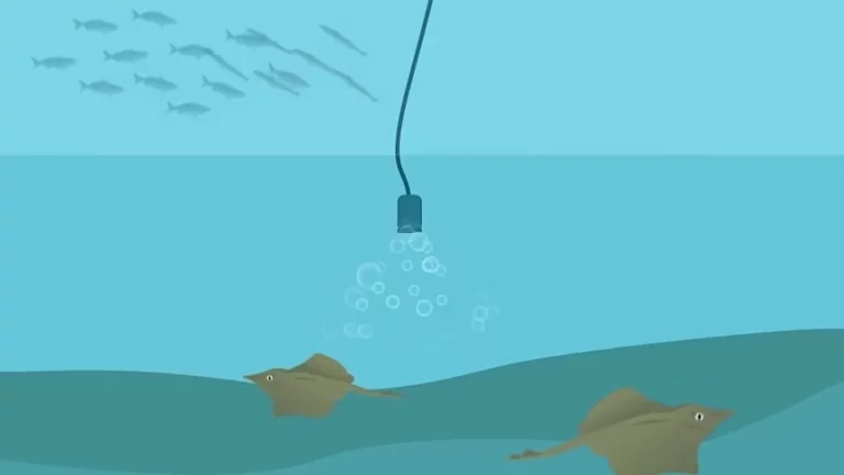 Tasmania’s salmon industry gambles on $4.8 million nano bubble system