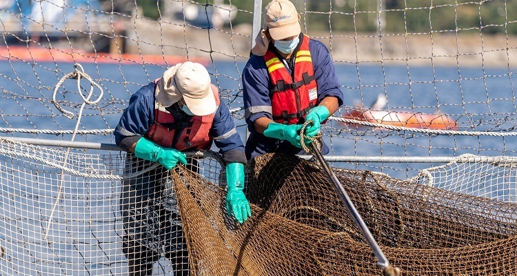 More than 2,000 fish escape after nets intentionally damaged