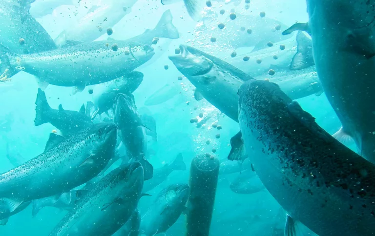 Smir strikes deal with Norwegian producer to supply feeding systems