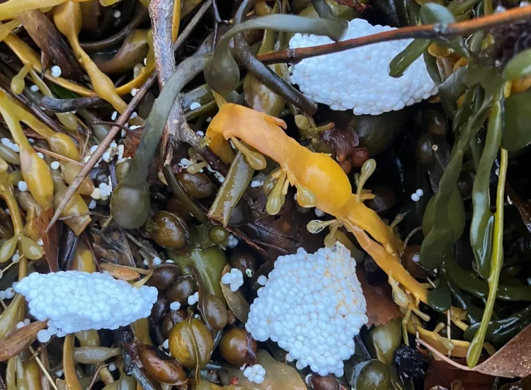 Plastic pollution from salmon pens raises concerns