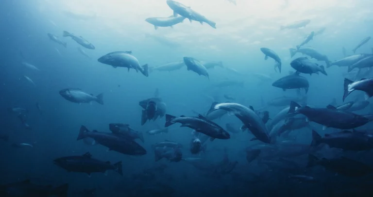 Lerøy in crisis mode after massive salmon escape